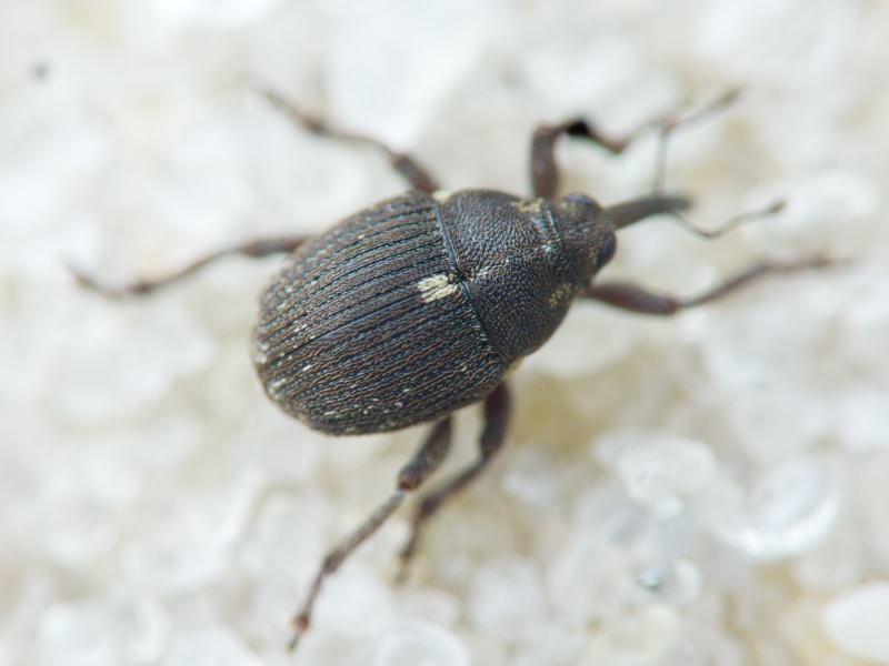 Glocianus punctiger (C. R. Sahlberg, 1835)